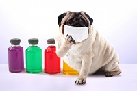 イヌ伝染性喉頭気管炎のケンネルコフ
